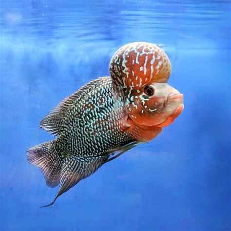 花羅漢品種|市售花羅漢系列圖鑑(Cichlasoma spp/Flowerhorn fish。